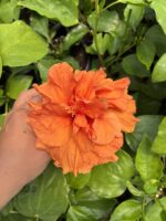 Katlı Portakal Japon Gülü (Hibiscus × rosa-sinensis) - Görsel 5