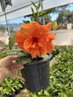 Katlı Portakal Japon Gülü (Hibiscus × rosa-sinensis) - Görsel 4