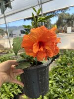 Katlı Portakal Japon Gülü (Hibiscus × rosa-sinensis)