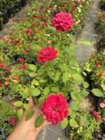 Gül Şerbeti Saksıda Gül (Rosa) - Görsel 3