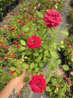 Gül Şerbeti Saksıda Gül (Rosa) - Görsel 2