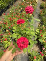 Gül Şerbeti Saksıda Gül (Rosa)