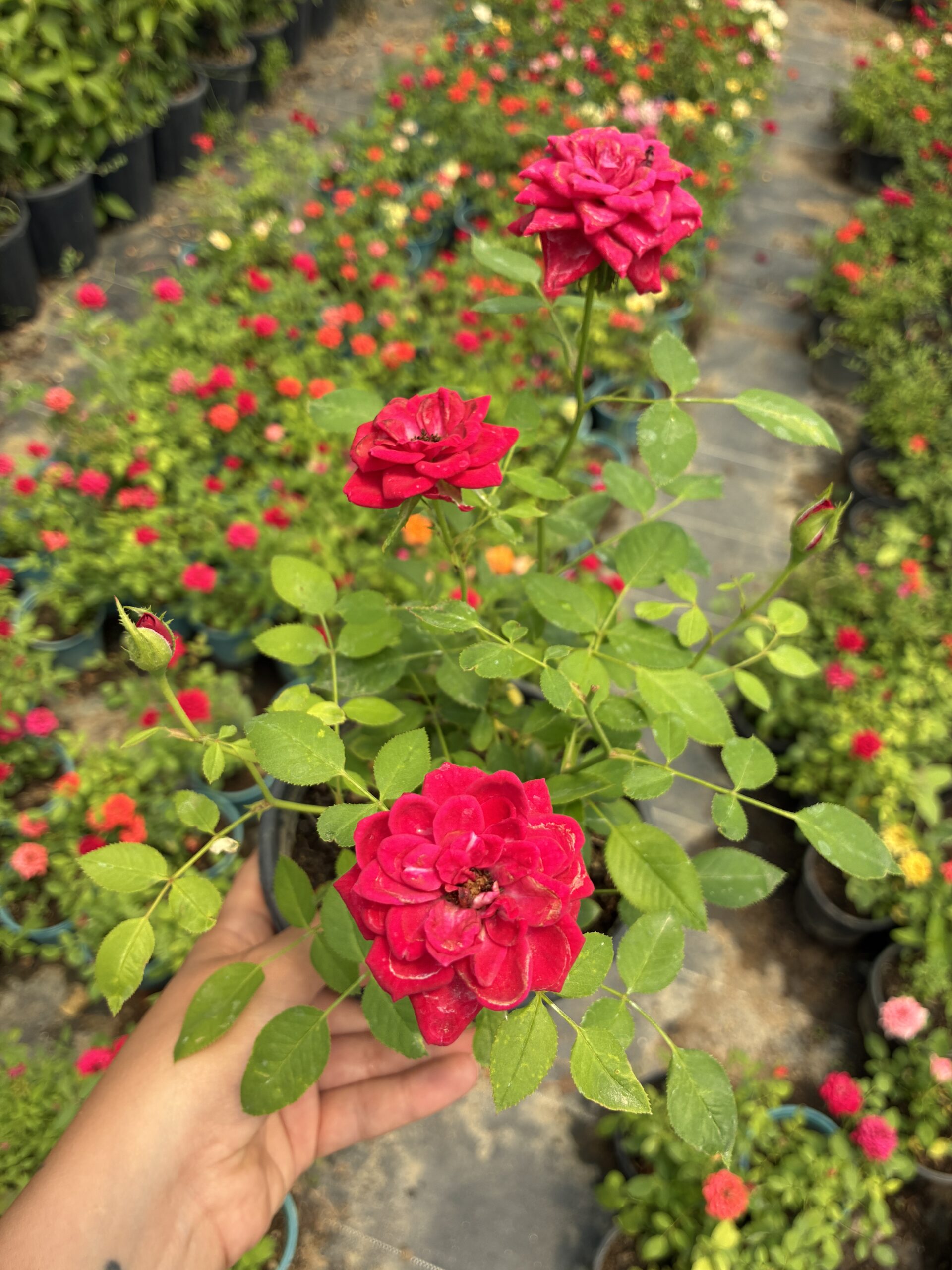 IMG_2379 Gül Şerbeti Saksıda Gül (Rosa) - Görsel 1