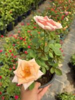 Şeftali Kreması Saksıda Gül (Rosa) - Görsel 2
