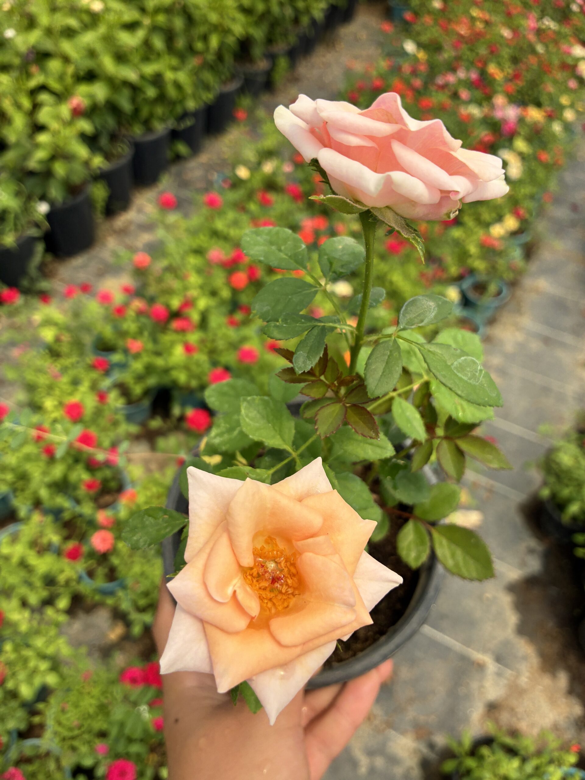 IMG_2381 Şeftali Kreması Saksıda Gül (Rosa) - Görsel 1