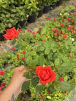 Mercan Kıvılcımı Saksıda Gül (Rosa) - Görsel 3