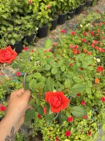 Mercan Kıvılcımı Saksıda Gül (Rosa) - Görsel 2