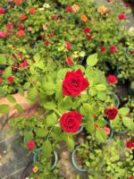 Kırmızı Sevda Saksıda Gül (Rosa)