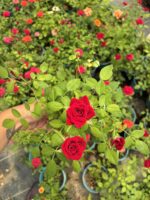 Kırmızı Sevda Saksıda Gül (Rosa) - Görsel 3