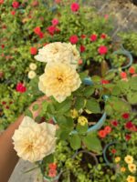 Altın Düş Saksıda Gül (Rosa)