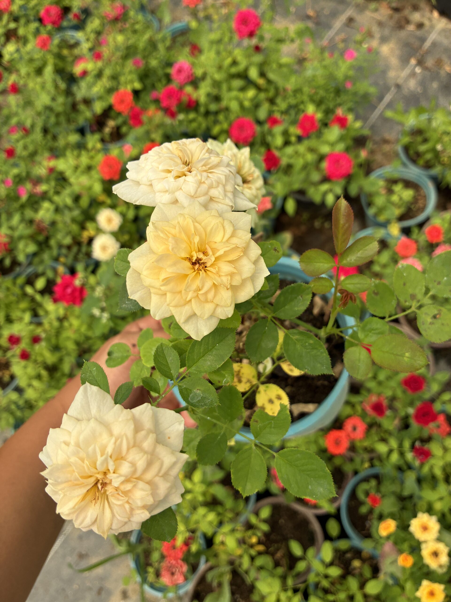 IMG_2389 Altın Düş Saksıda Gül (Rosa) - Görsel 1