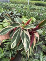 Flamingo Kanadı Dua Çiçeği (Calathea) - Görsel 3