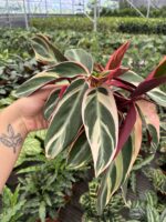 Flamingo Kanadı Dua Çiçeği (Calathea) - Görsel 2