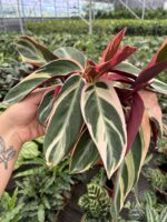 Flamingo Kanadı Dua Çiçeği (Calathea)