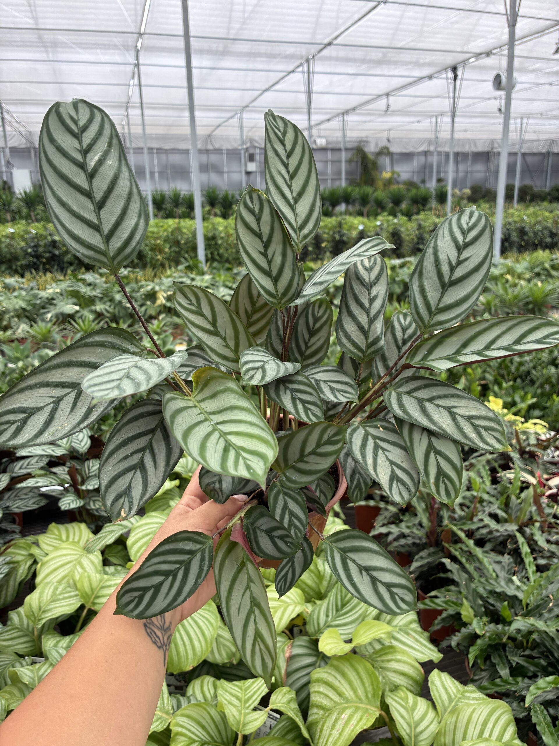 IMG_2443 Gümüş Zebra Dua Çiçeği (Calathea) - Görsel 1