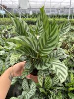 Balık Sırtı Dua Çiçeği (Calathea) - Görsel 3