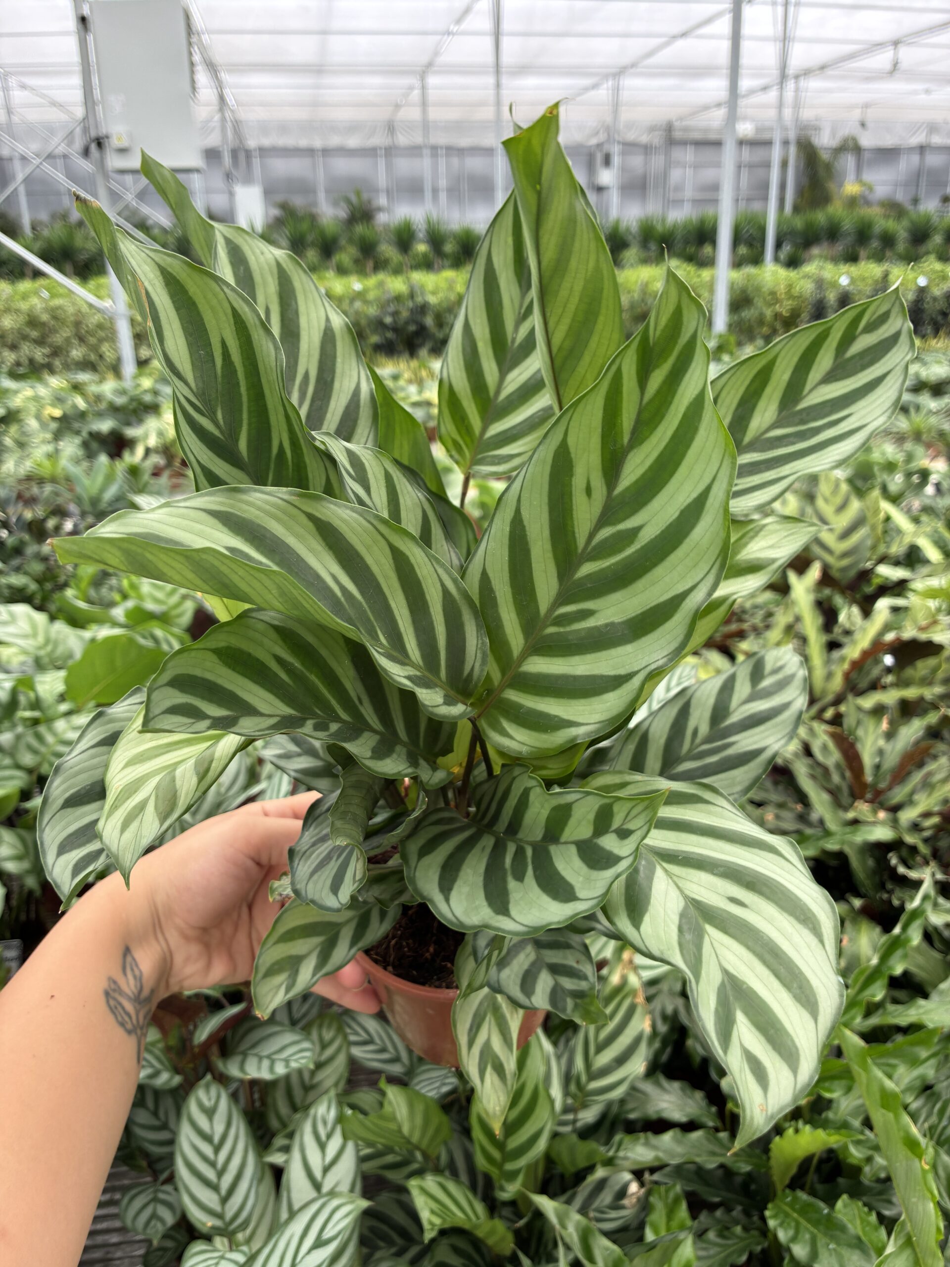 IMG_2451 Balık Sırtı Dua Çiçeği (Calathea) - Görsel 1