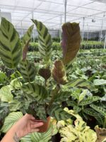 Timsah Sırtı Dua Çiçeği (Calathea) - Görsel 2