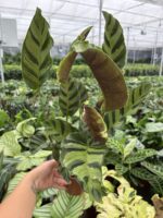 Timsah Sırtı Dua Çiçeği (Calathea) - Görsel 3