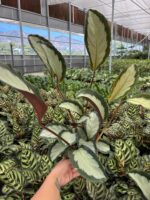 Turna Kanadı Dua Çiçeği (Calathea) - Görsel 2