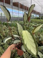 Turna Kanadı Dua Çiçeği (Calathea)