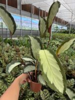 Turna Kanadı Dua Çiçeği (Calathea) - Görsel 3