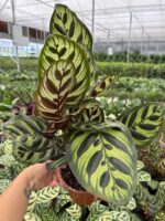 Tavuskuşu Dua Çiçeği (Calathea)