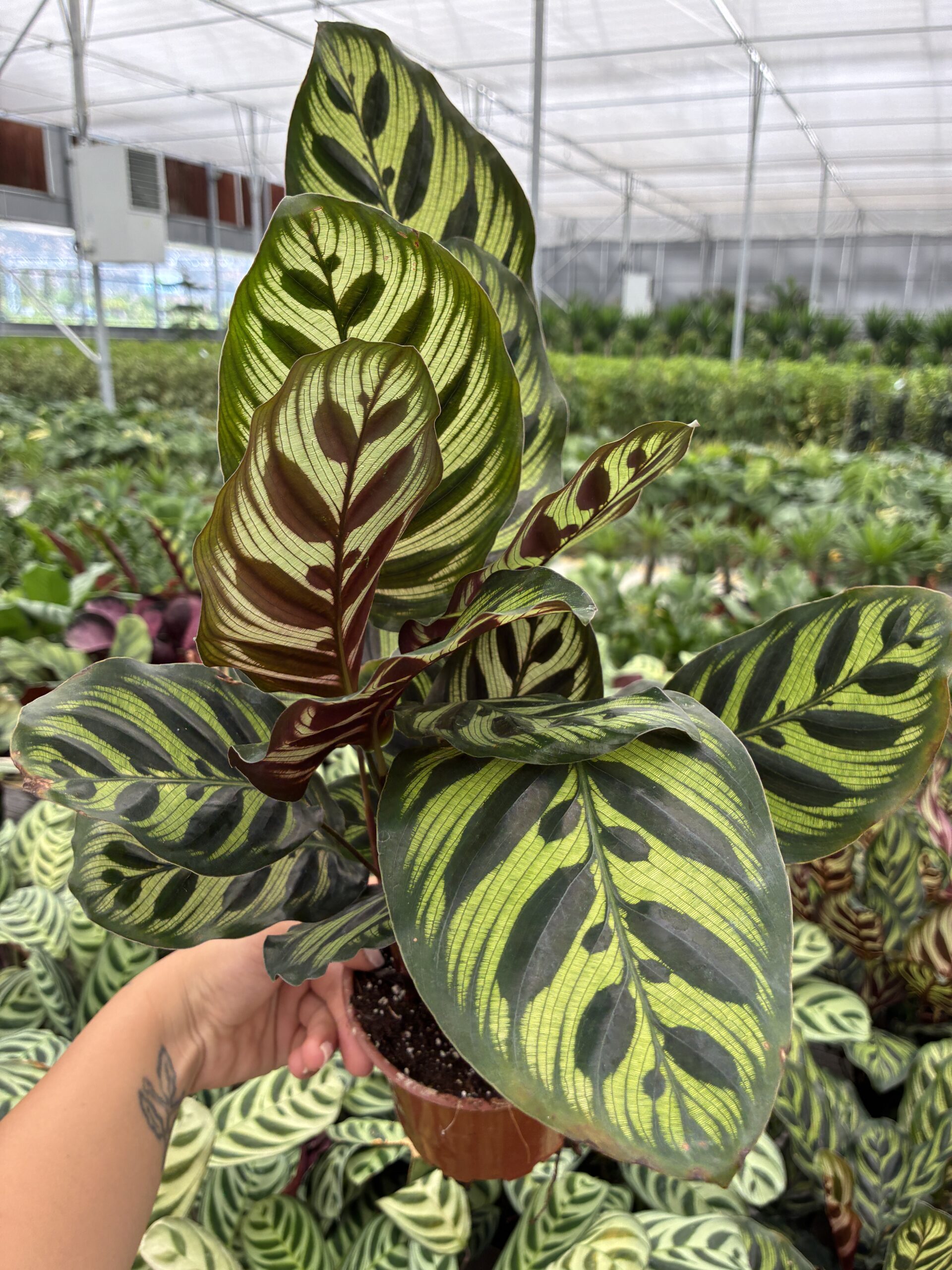 IMG_2473 Tavuskuşu Dua Çiçeği (Calathea) - Görsel 1