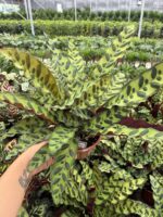 Yılan Derisi Dua Çiçeği (Calathea) - Görsel 2