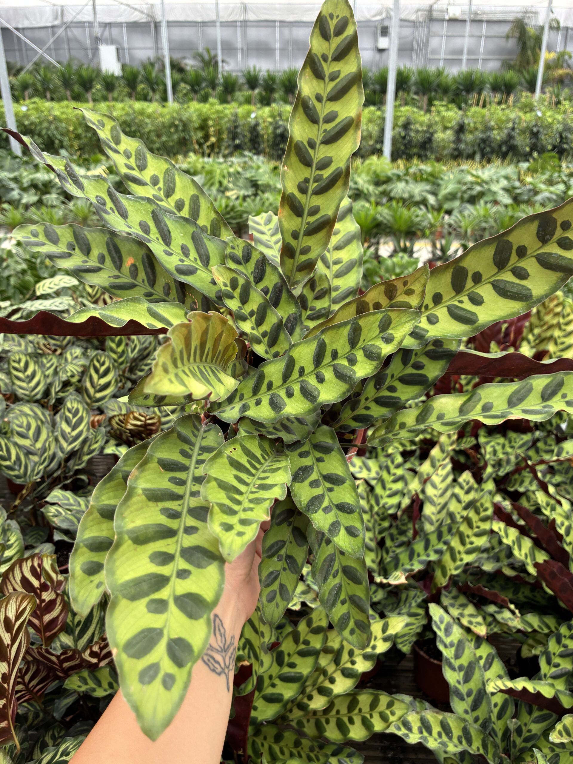 IMG_2478 Yılan Derisi Dua Çiçeği (Calathea) - Görsel 1