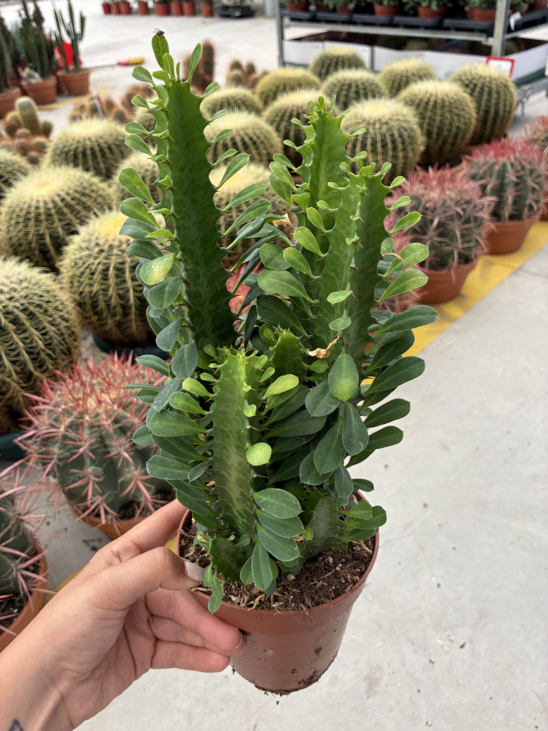 IMG_2574 Yeşil Afrika Süt Ağacı Çoklu Dikim (Euphorbia trigona) - Görsel 1
