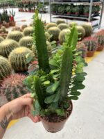 Yeşil Afrika Süt Ağacı Çoklu Dikim (Euphorbia trigona) - Görsel 2