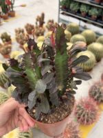 Kırmızı Afrika Süt Ağacı Çoklu Dikim (Euphorbia trigona ‘Rubra’)