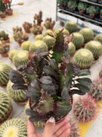 Kırmızı Afrika Süt Ağacı Çoklu Dikim (Euphorbia trigona ‘Rubra’) - Görsel 2