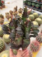 Kırmızı Afrika Süt Ağacı Çoklu Dikim (Euphorbia trigona ‘Rubra’) - Görsel 3