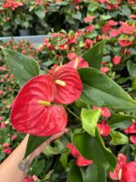 Kırmızı Anatoryum (Anthurium andraeanum) - Görsel 2