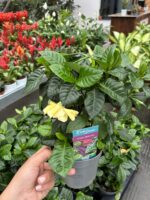 Gardenya Yasemin Çiçeği (Gardenia jasminoides) - Görsel 3