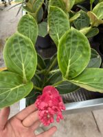 Medine Gülü (Medinilla magnifica)