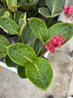 Medine Gülü (Medinilla magnifica) - Görsel 3
