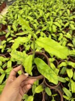 Hoya Villosa Özel Tür Mum Çiçeği - Görsel 2
