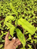 Hoya Villosa Özel Tür Mum Çiçeği - Görsel 3