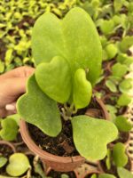 Hoya Kerri Kalp Yapraklı Mum Çiçeği - Görsel 4