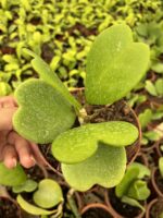 Hoya Kerri Kalp Yapraklı Mum Çiçeği - Görsel 3