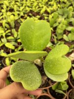Hoya Kerri Kalp Yapraklı Mum Çiçeği - Görsel 5