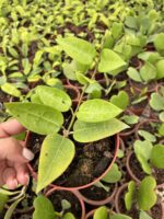 Hoya Parasitica Black Margin Özel Tür Mum Çiçeği - Görsel 4