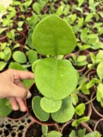 Hoya Obovata Özel Tür Mum Çiçeği - Görsel 3