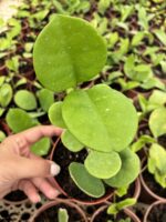 Hoya Obovata Özel Tür Mum Çiçeği - Görsel 2