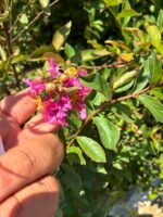 Gülce Oyası Oya Çalısı (Lagerstroemia indica) - Görsel 3