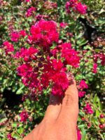 Gelincik Oyası Oya Çalısı (Lagerstroemia indica) - Görsel 3