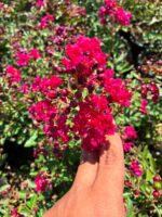 Gelincik Oyası Oya Çalısı (Lagerstroemia indica) - Görsel 2